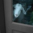 Kim Canaday - @CanadayTin - Twitter