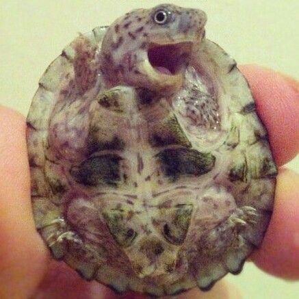Dave And Darren Fan Show hosted by Casey Lincoln. I like Turtles! (and shrimp cocktail)!