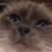 annjgee's profile image