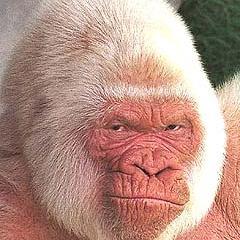 upurs4DRH's profile picture. 