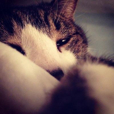 I am a cat. I like to sleep.