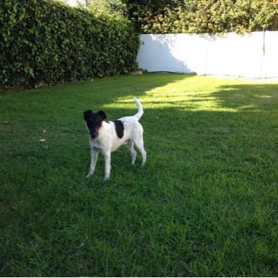 tothisfan's profile picture. Hello I'm obsessed with 1D they are my life and I loved them to follow me if you Louis,Liam,Harry,Niall,Zayn are to do this please follow me.I 3 you so much...