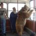 Only in Russia (@russsssia) Twitter profile photo