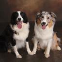 Lorie Allen - @touchingpaws - Twitter