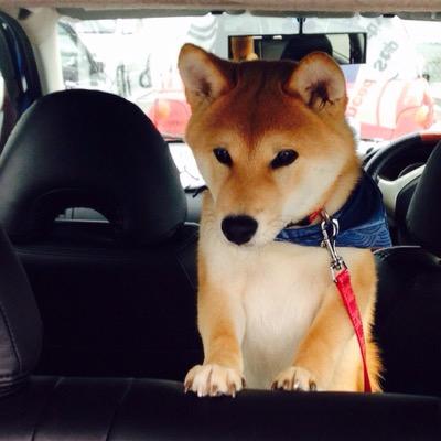 exampig's profile picture. 