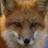 Ken Fox