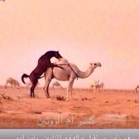 ب لم ن (@t3raqwalg) 's Twitter Profile