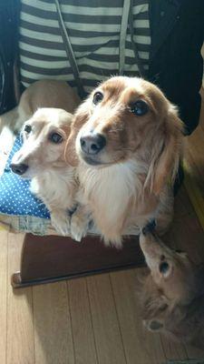 北の都の犬きちがい