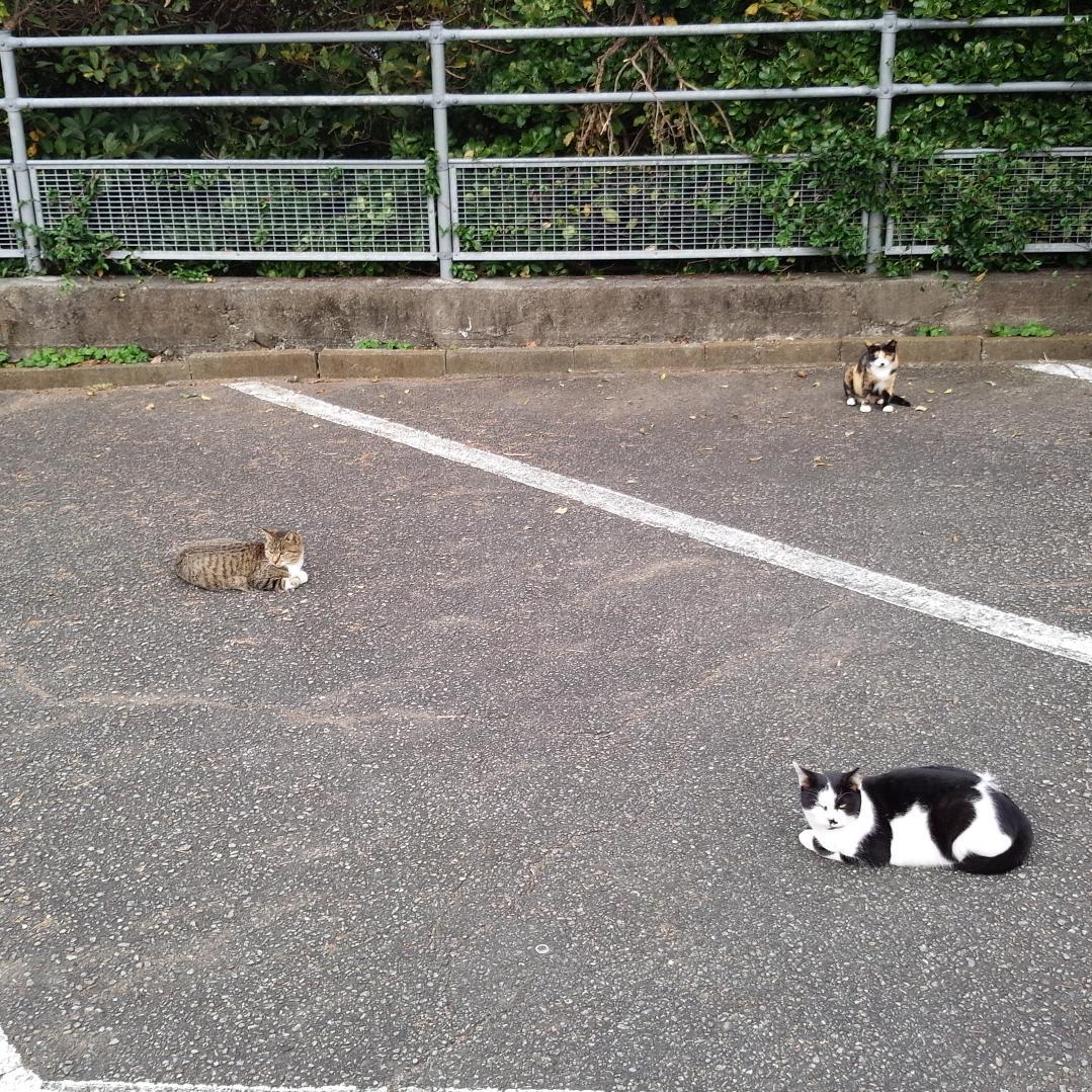 役に立つ美容・健康をツイートします。