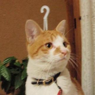 sipillaraeltoro's profile picture. Intercambio muletillas.