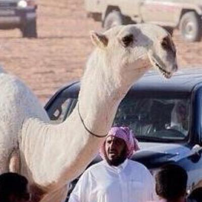 حساب يهتم بشؤن البل وعروض البل ومعدات البل وللعرض وللبيع ولطلب أوالاعلانات التواصل من خلال الخاص
