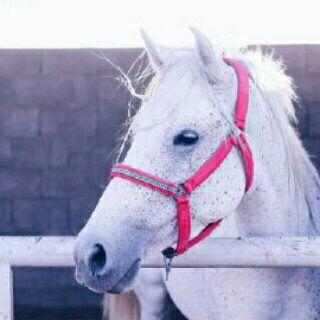 ما حكوا لك شوفتك تسعد بللد 
وانك لـ حالك تسواهم كلهم ♡