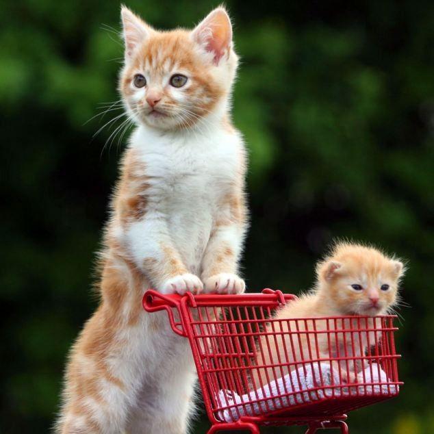 CatAirrow's profile picture. 