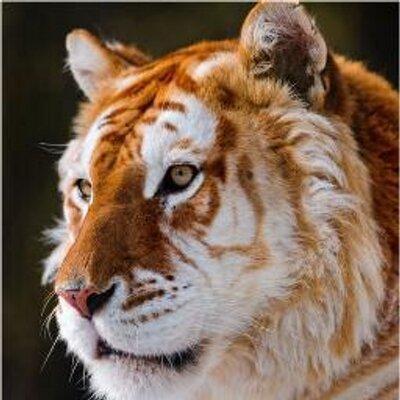 النمر الاحمر Zainitsalat4 Twitter