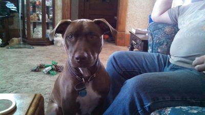 Hi! My mom calls me bear. I'm a red nose pitt that my mom rescued two years ago. My doggy mom was used as a bait in a fighting ring. I'm so happy she saved me f