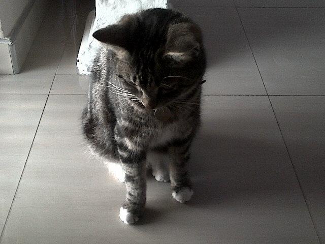 cRazzy_CaT_laDy Profile Picture
