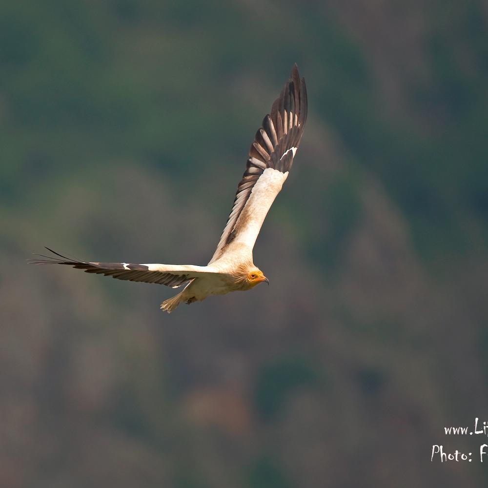 8-9 November join us at our conference!

Partners from 14 countries spanning the Balkans, Middle East and Africa have teamed up to save the Egyptian Vulture.