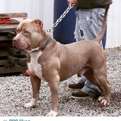 PRODUCING PITBULLS MADE FOR FAMILIES NOT FOR FIGHTERS