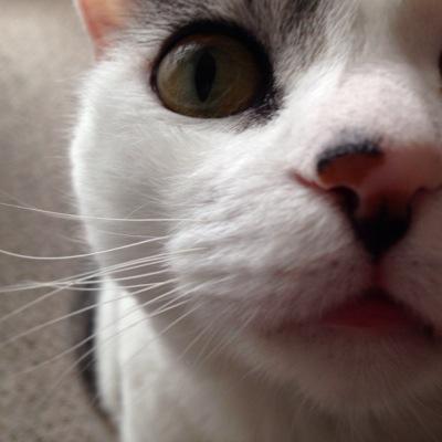 猫好き日本人。憲法改正、靖国参拝は当然！一刻も早く原発再稼働を。外国人参政権、移民による人口減対策絶対反対！コバホーク推し　J-NSC会員　国民民主党はもっと頑張れ！(ほぼリツイート)🐱😃
