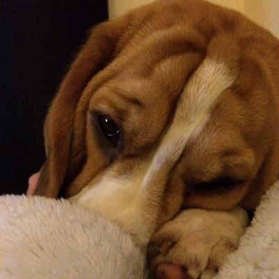 #Mum #Wife #BeagleOwner #SocialWorker #TraineeAMHP