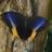 66_navarro's profile image