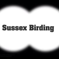 Sussex Birding(@SussexBirding) 's Twitter Profileg