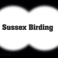 Sussex Birding (@sussexbirding) 's Twitter Profile