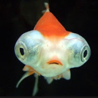 प प आ ख सनहर 出目金 Demekinjpmtj Twitter प प आ ख सनहर 出目金 Demekinjpmtj Twitter