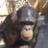 ditaone2's profile image