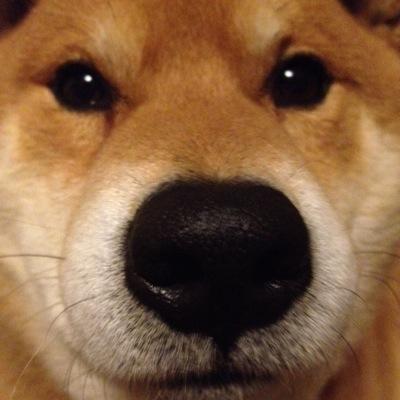 2008年10月1日生まれ❤︎柴犬♂❤︎泣き虫かまちょ🐕