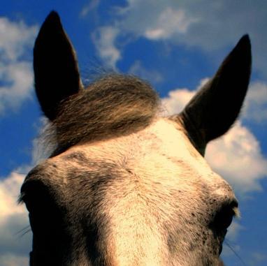 Tweeting about horsey stuff. I run a friendly horse-care website offering tips and advice: http://t.co/zcKBNynmlX
