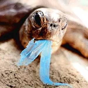 Turning the Tide is a campaign to protect South Africa's oceans, rivers and beaches by raising awareness of the impacts of waste and how we can help.