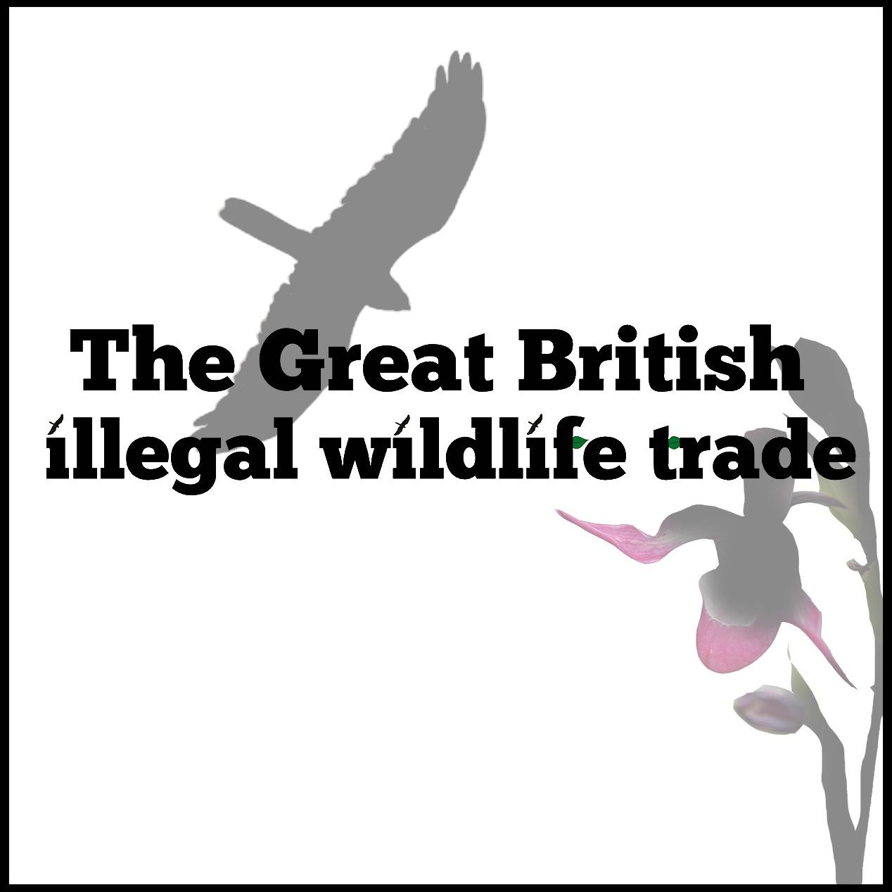 An investigation into the threats faced by birds of prey and flora in the UK, focusing on the lives of the protectors and the thieves. @emmsbennett