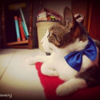 HStawarz's profile picture. *#Catlover**#Animallover* #Dontbreedorbuy, #Freethetanks! #Rescue/#Adopt breastfeeding #vegetarian mother#babywear in style ❤️