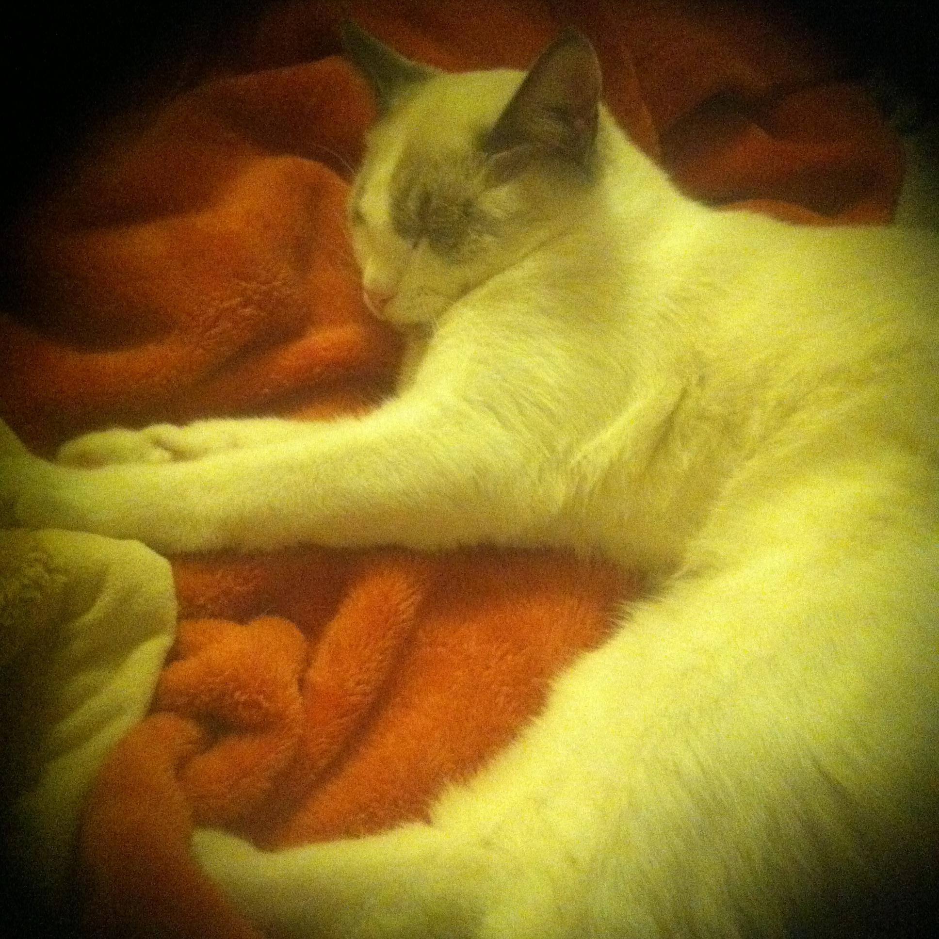 MayaCatMusings's profile picture. 