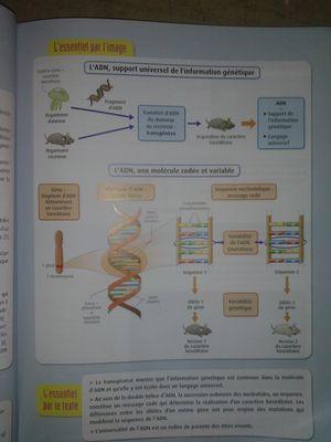 lolilol