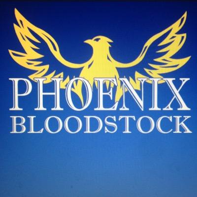 Phoenix Bloodstock Racing Syndicate was created with the main aim of providing a cost effective form of ownership