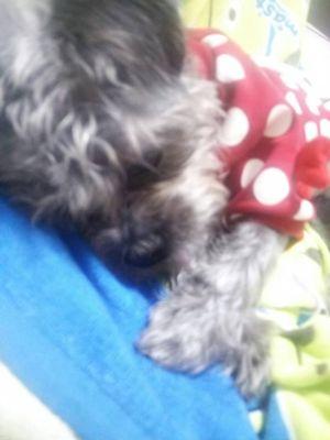 Fuu0228's profile picture. 黒パグ×マルチーズのまいたけ１歳１ヶ月で虹の橋を渡ってしまいました…今は、シーズー×パピヨンのぷりん∪･ω･∪と 茶トラのあとむฅ(^ •ω•*^ฅ♡と暮らしています。2020.09.12シーズーのやむちゃU･ﻌ･Uが家族になりました。日常では知り得ない情報収集で ほぼつぶやきません(´･ω･`;)