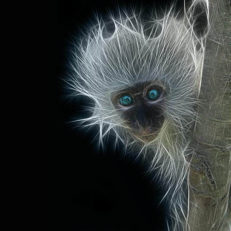 TheNyquilMonkey's profile picture. Not all of us can sound like Shakespeare. Some of us tend to write posts that appear to have been composed by babbling simians on cold medicine.That would be me