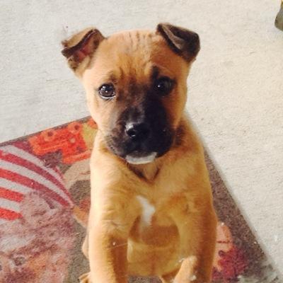 Sadie is my name! I'm a brown Boxer!