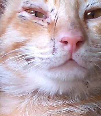 pusliar's profile picture. 世界中に役に立つ猫になるニャンきち ╭( ･ㅂ･)و ｸﾞｯ !