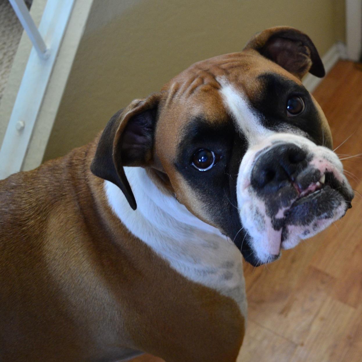 The smartest & cutest (or so my owner claims) female boxer out there. My owner picked me up from a shelter and it changed my life forever. I have 4 white socks.