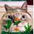 crescent_mi's profile image