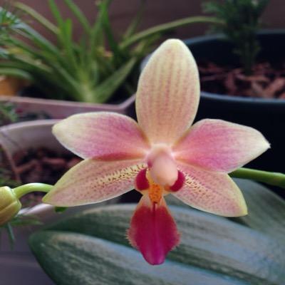 EKushins's profile picture. 