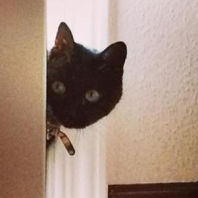 Snorlaxcat's profile picture. 