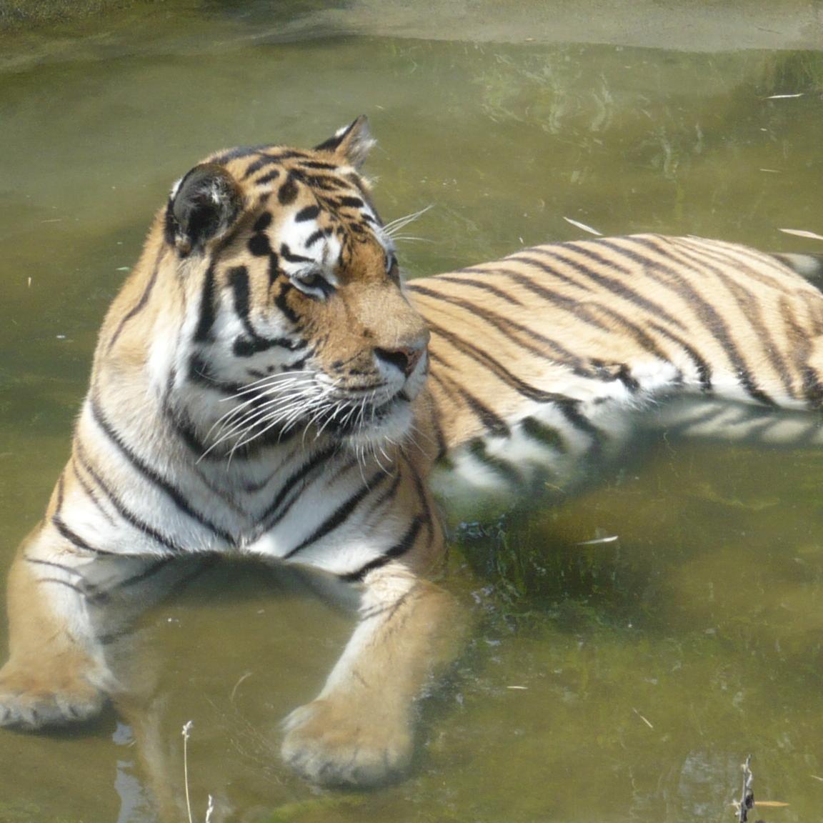 NozzerNoz's profile picture. .......just looking......