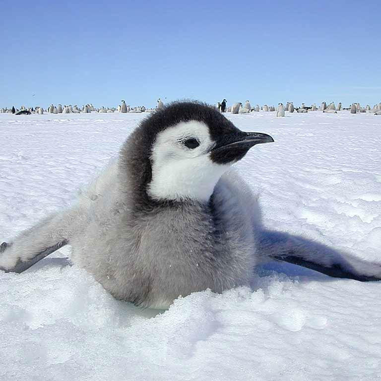 Pingüino, programador. 🇦🇷✌💚