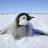ElAntartico's profile image