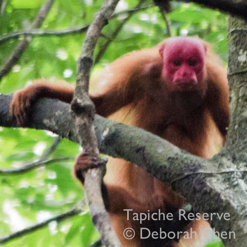 Conserving primary forest, restoring habitats, working with local communities. Powered by ecotourism-come see wildlife in the wild, as it should be!