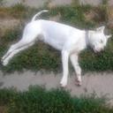 Daniel Biro - @StiflerTheBest - Twitter